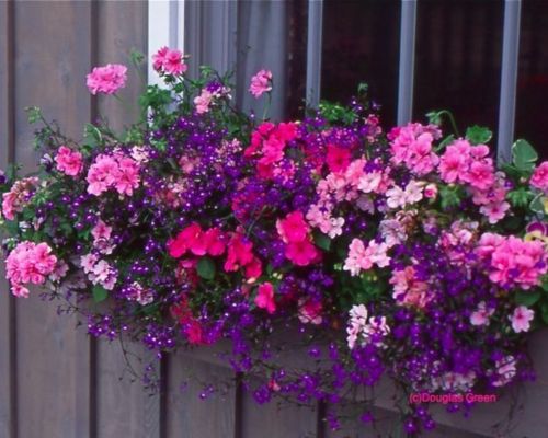 Cascading Petunias