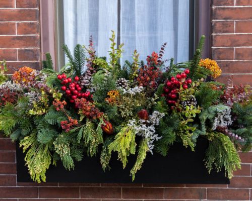 Drought-Tolerant Plants