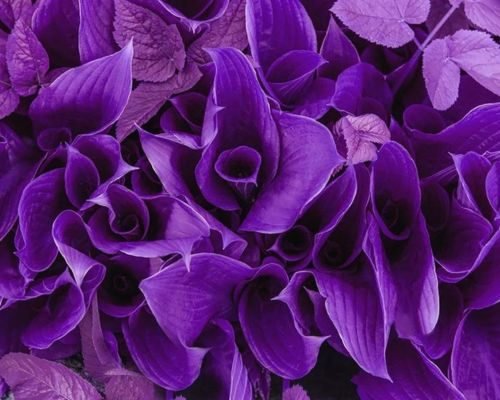 Floral Patterns - PackPaa