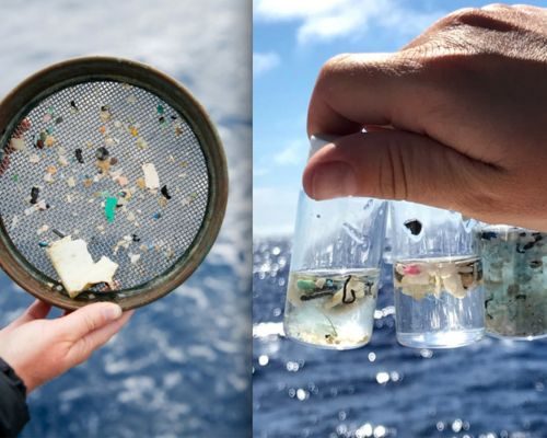 Microplastic Pollution - PackPaa